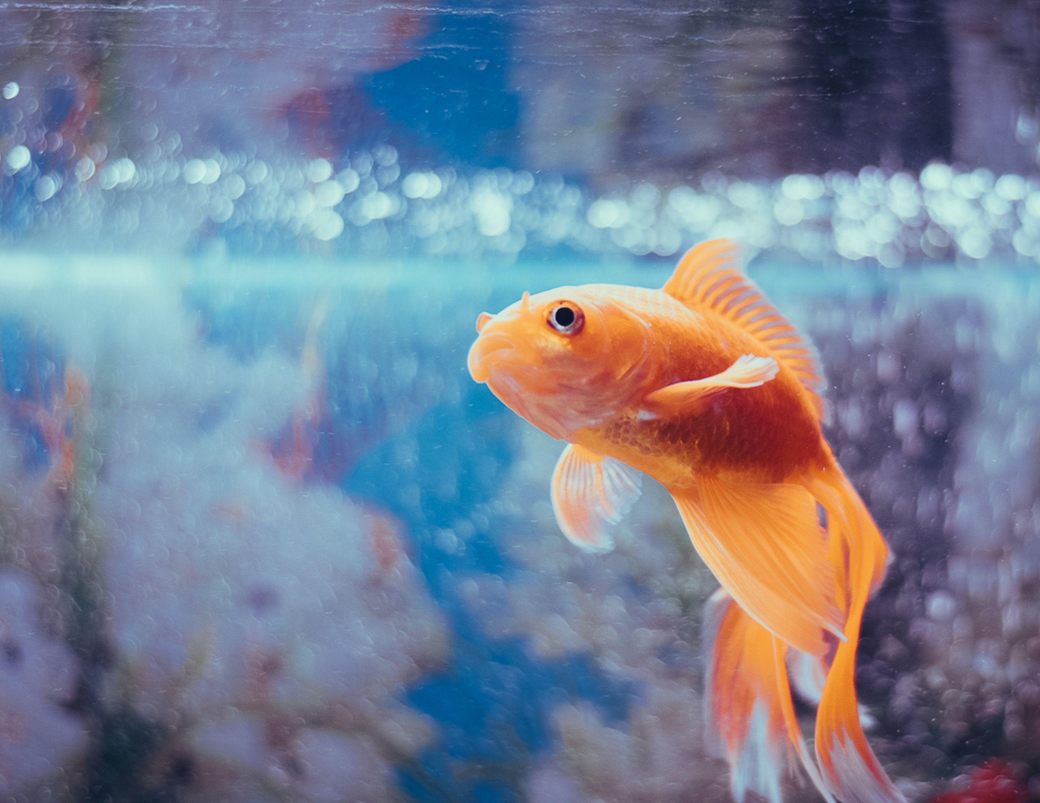 A gold fish