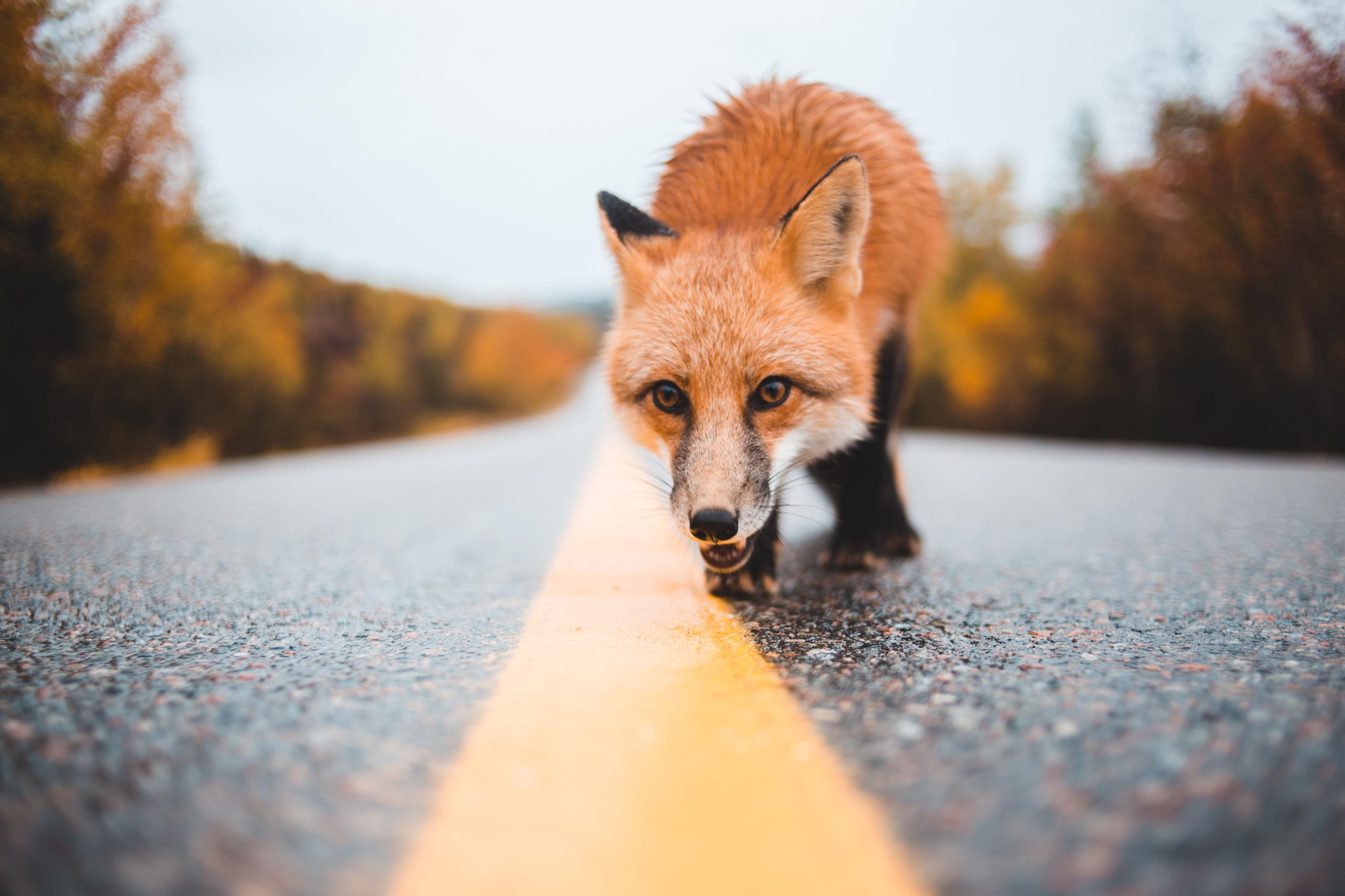 a fox on a road