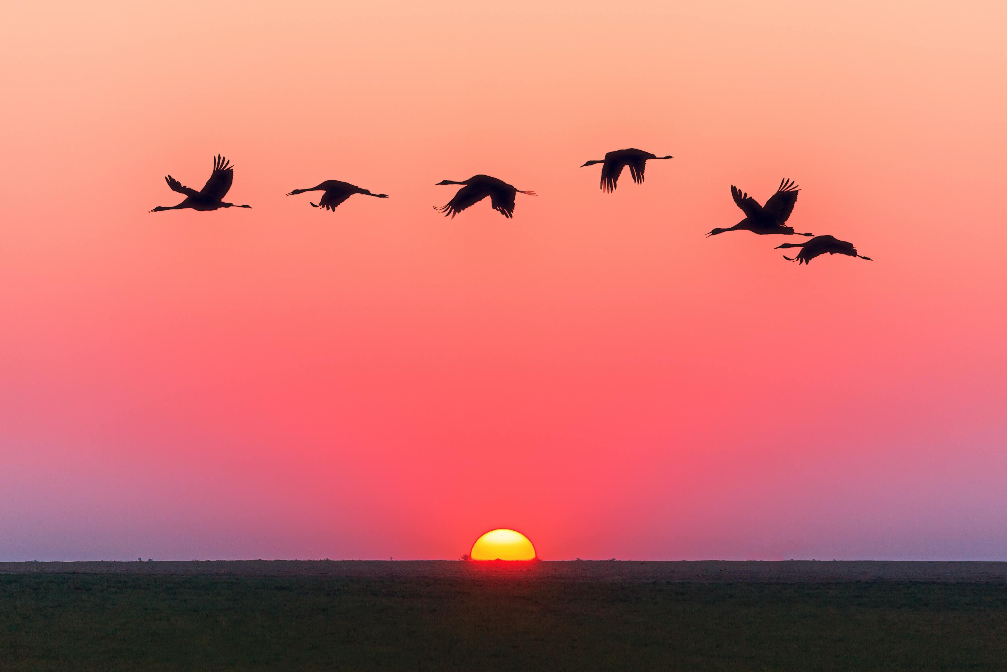 Sunrise with flying ducks